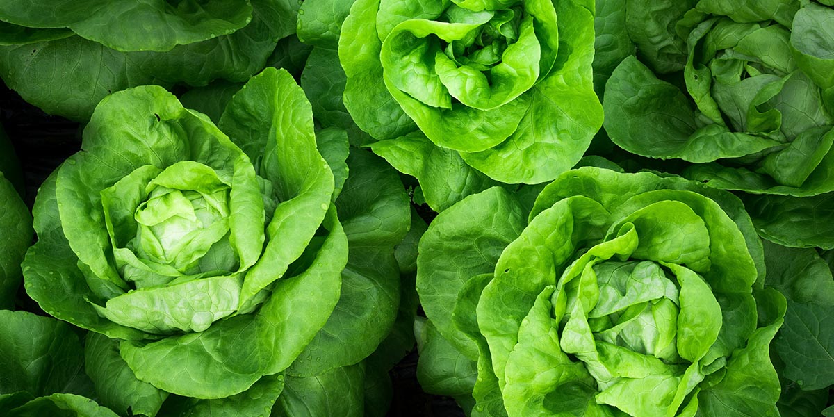 La Dieta dei 7 Colori : Il Verde